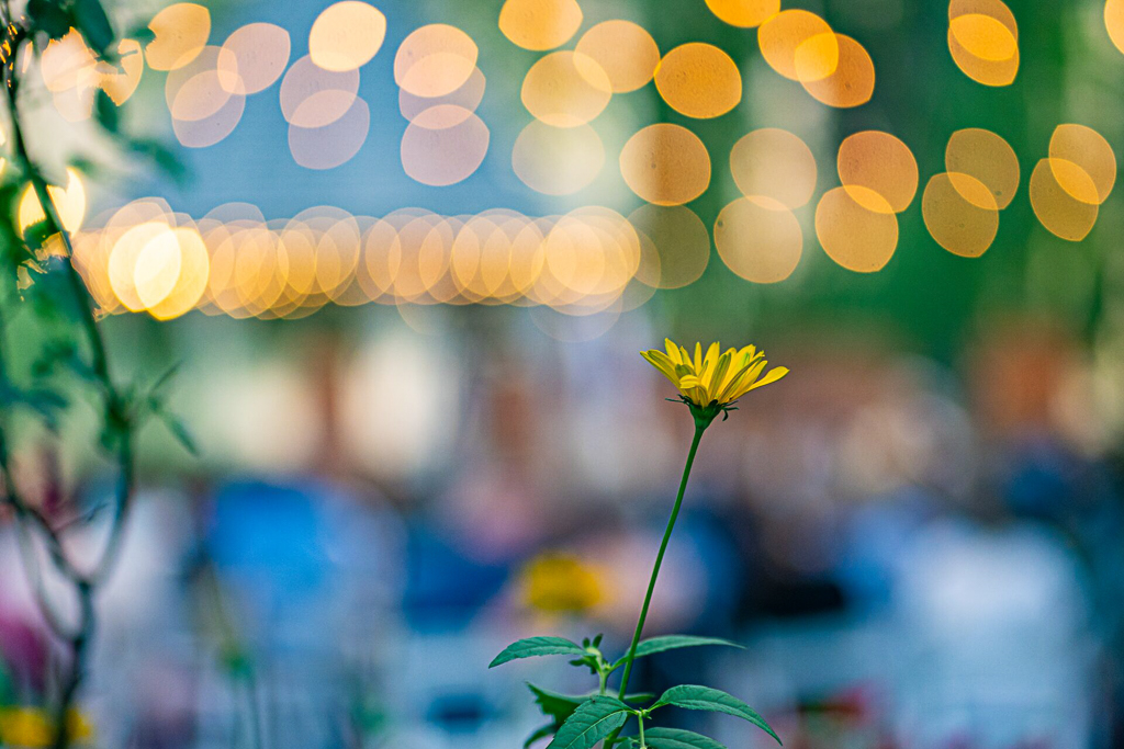 A single yellow flower stem rising against dramatically blurred golden string lights at an outdoor evening event