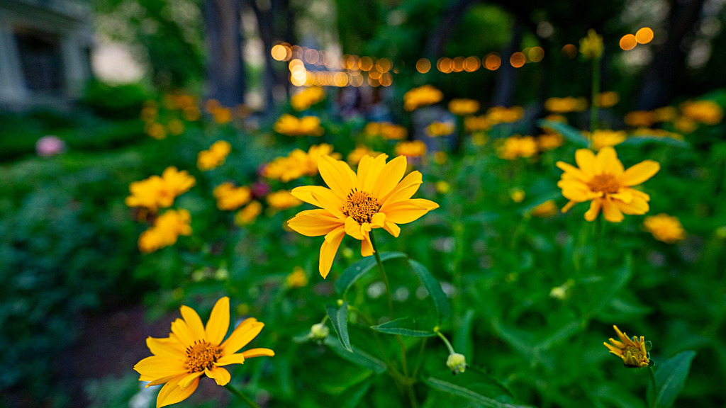 A garden bed full of golden yellow flowers at dusk with string lights and the historic Bishops' House visible in the background