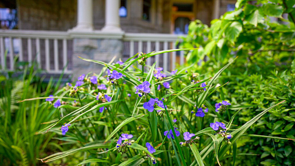 Purple spiderwort flowers blooming in a garden bed in front of the historic house's white-railed porch and stone columns