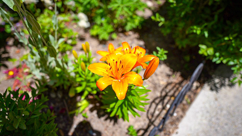 Bright orange day lilies in full bloom in the garden, viewed from above, with mixed plantings surrounding them