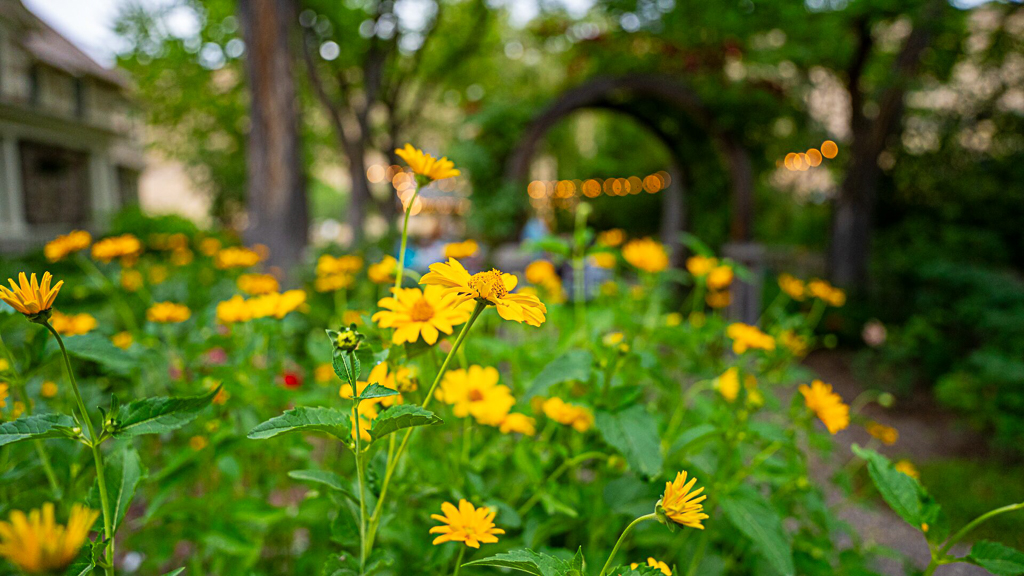 Garden bed filled with golden yellow daisy-like flowers leading to a stone archway with string lights in the background