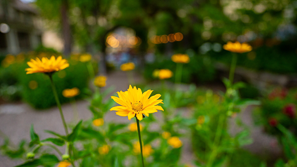 Cluster of golden yellow daisies in a garden bed with soft event string lights glowing in the background