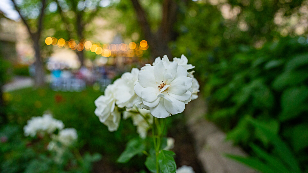 White roses in bloom in the garden with warm string light bokeh and blurred event guests in the background