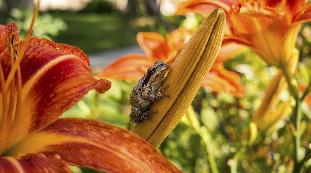 A tree frog resting on a daylily bud in the garden